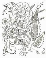 Adult Coloring Pages  Free Printable For Adults sketch template