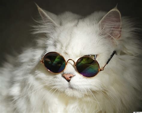 PixLith - Cat Glasses Wallpaper