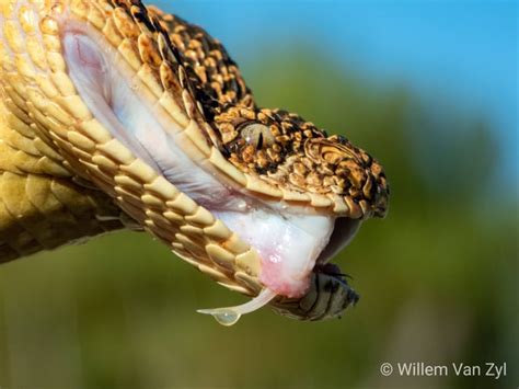 Puff Adder fang with a drop of venom : r/natureismetal