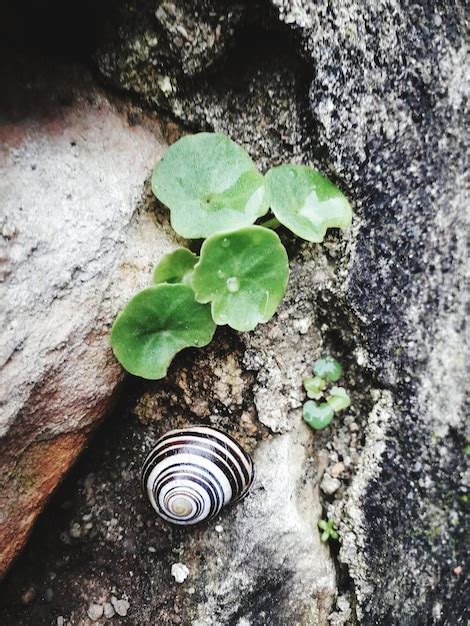 Premium Photo | Caracol snail