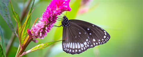 Papillon Butterfly Park | WhatsHot Pune