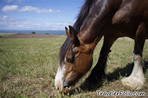 Churchill Island Heritage Farm |Phillip Island nature parks @ Singapore Travel & Lifestyle Blog