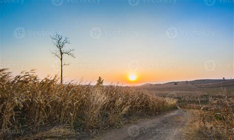 Corn field at sunset 777210 Stock Photo at Vecteezy