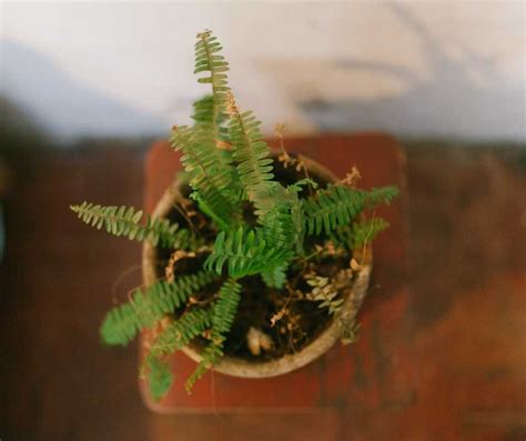 4 Indoor Ferns That Are Perfect for Home Decor - Scoop of Thoughts