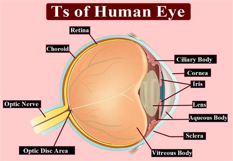 Compare a human eye with a photographic camera.