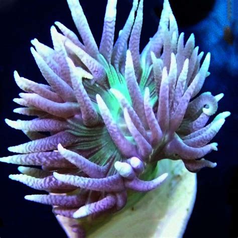 Duncan Coral Frag £16 - Abyss Aquatic Warehouse