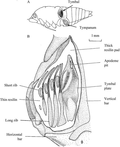 The Role of the Tymbal in Cicada Sound Production | Journal of Experimental Biology | The ...