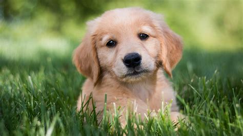 Download 1584 Golden Retriever Dog Puppy Wallpaper Beautiful - Golden ...