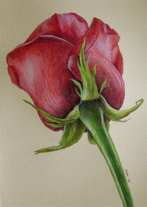 Red rose by Jenny Haslimeier | Color pencil art, Color pencil sketch, Flower drawing