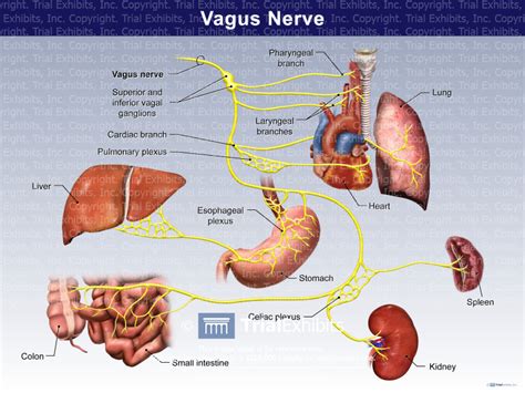 Vagus Nerve - TrialQuest Inc.