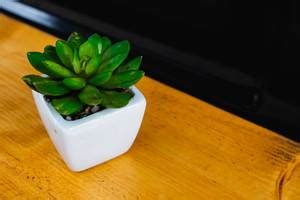 Flat lay of small table top plants - Creative Commons Bilder