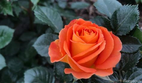 Orange Roses Meaning, Symbolism and Varieties You Can Grow | Florgeous