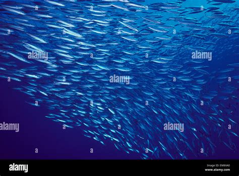Hawaii, Mackerel Scad, Opelu (Decapturus Maruodsi) Swims In Large School Stock Photo - Alamy