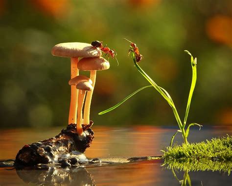 Ordinary Mushrooms In A Magical World By Vyacheslav Mishchenko