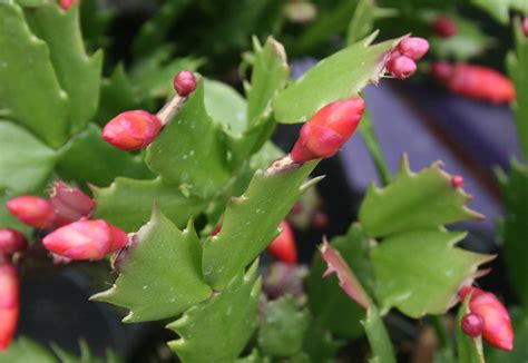 The Flower Bin: Holiday Cactus Care Tips