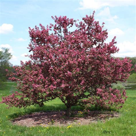 Crabapple Tree – Foxhead Farm Hunting Preserve