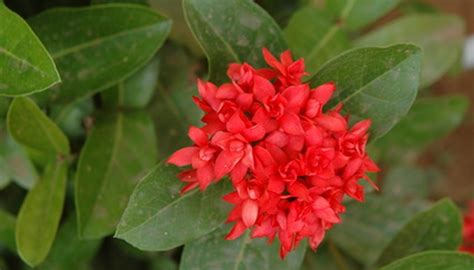 Ixora Plant Care | Garden Guides