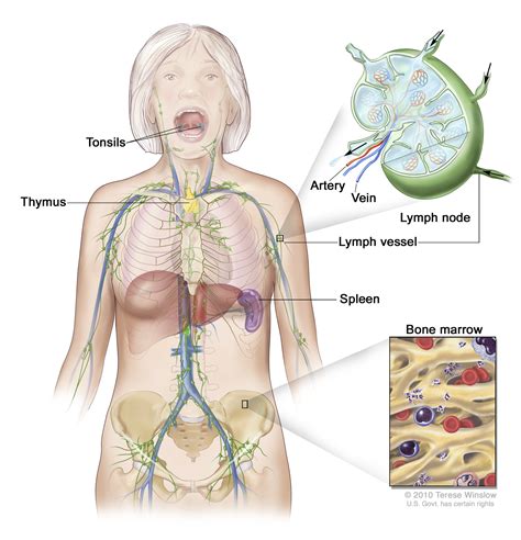 Lymphoma Information | Knight Cancer Institute | OHSU