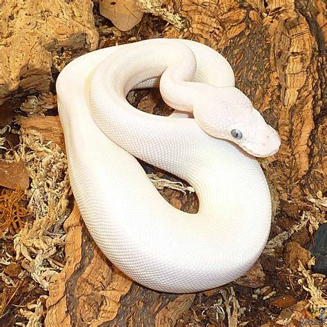 blue eyed leucistic ball python for sale - home of reptiles