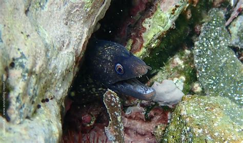 Moray Eels Identification Guide | Snorkeling Report