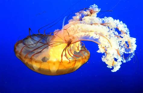 Jellyfish - Description, Habitat, Image, Diet, and Interesting Facts