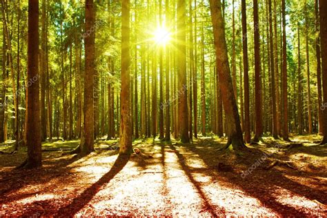 Sunlight in the green forest. — Stock Photo © swkunst #100674620