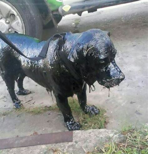 A dog covered all in tar is rescued by two boys and now he looks as good as new - Love Your Pet ...