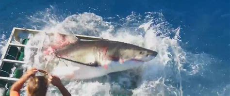 Video Captures Moment Great White Shark Breaks Open Cage With Diver Inside - ABC News