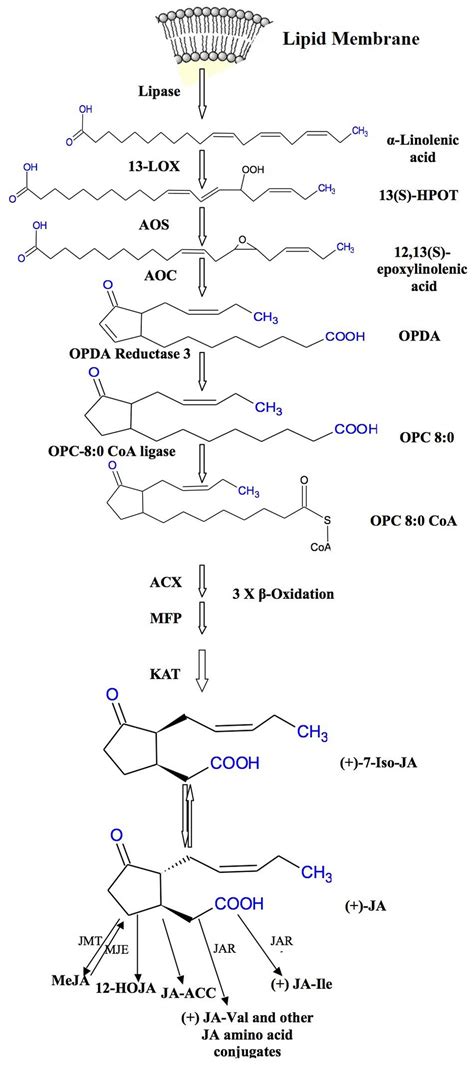 Frontiers | Jasmonates: Multifunctional Roles in Stress Tolerance