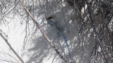 Little white whiptail lizard (Aspidoscelis gypsi) hiding under bush on white sand dune at White ...