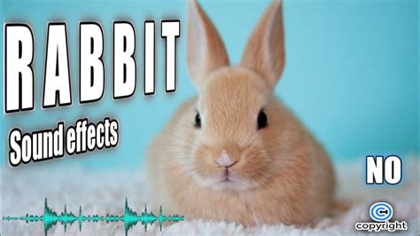 Rabbit sound, rabbit sound effect, rabbit eating, rabbit screaming, rabbit sound no copyright ...