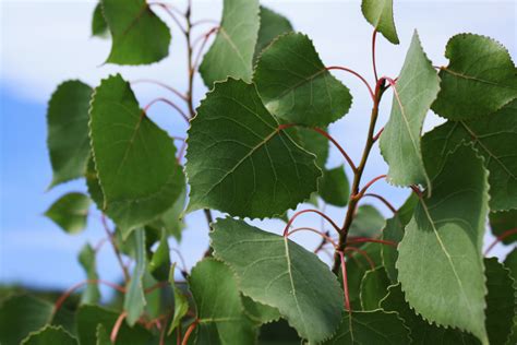 Cottonwood leaf 2 — Ontario Native Plant Nursery | Container Grown | (705)466-6290