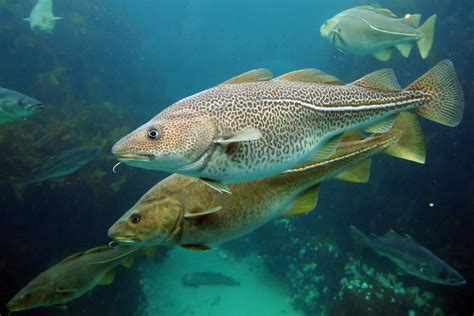 Atlantic Cod: The Good, The Bad, and the Rebuilding – Part 2 - Sustainable Fisheries UW