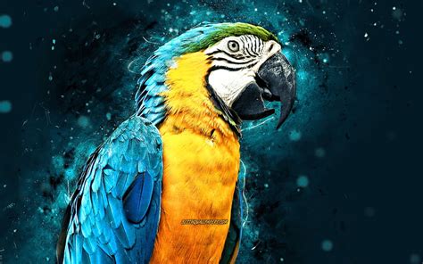 Blue And Gold Macaw Wallpaper