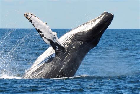 Humpback Whale Breaching