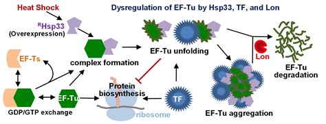 Biology | Free Full-Text | Molecular Effects of Elongation Factor Ts ...