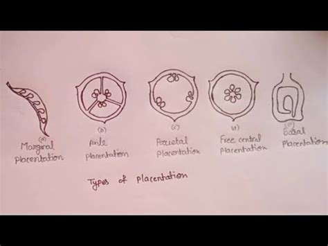 How to draw types of placentation in flowering plants ll structure of ...