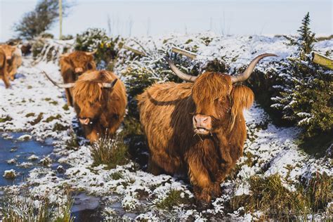 Bodmin Moor in the snow | Mike Searle Photography