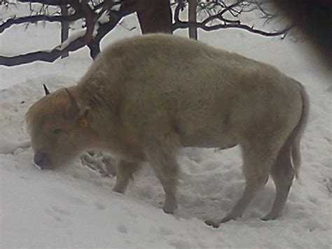 an animal that is standing in the snow