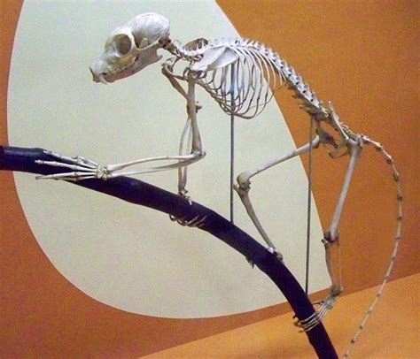 Lemur Skeleton by Rhabwar-Troll-stock on DeviantArt