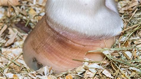 Laminitis In Horses | The Horse's Advocate