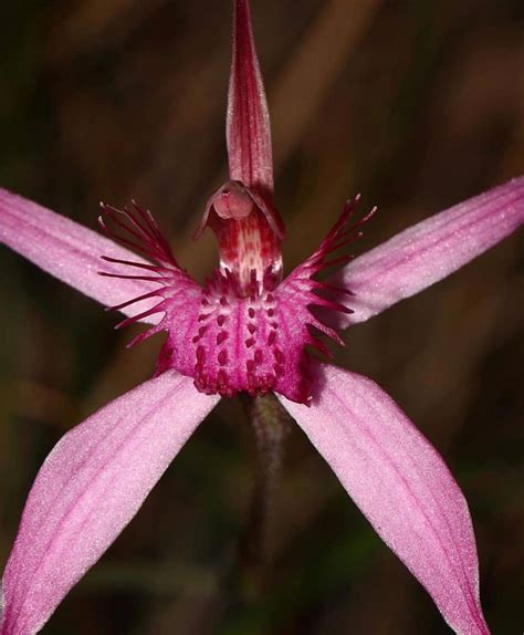 Caladenia Winfieldii Spider Orchid WA RobDavis8181 | Orchids, Plants, Botanical