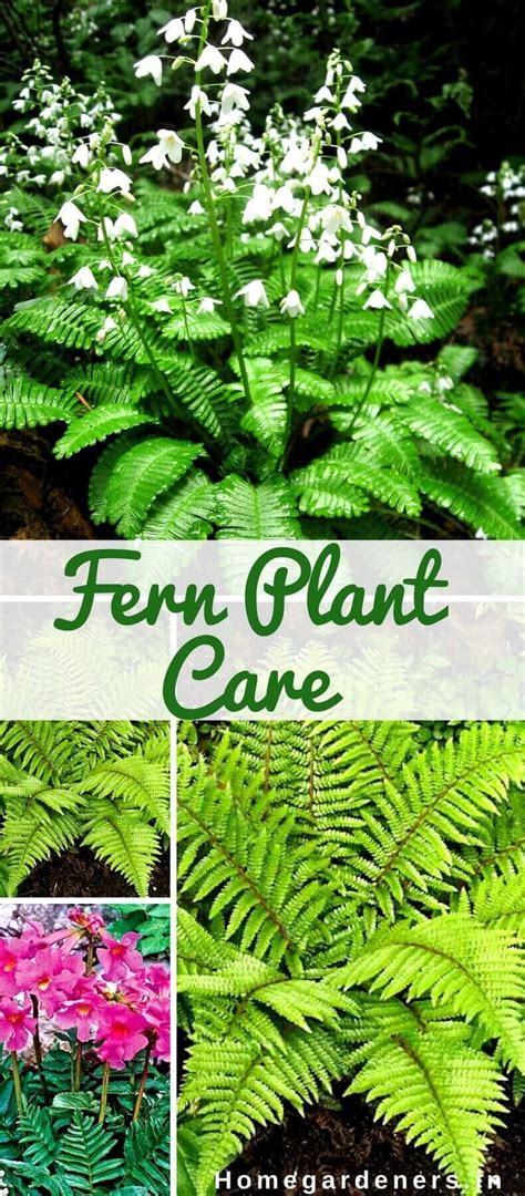 Fern Plant Care- How do you take Care of a Fern at Home and Garden ...