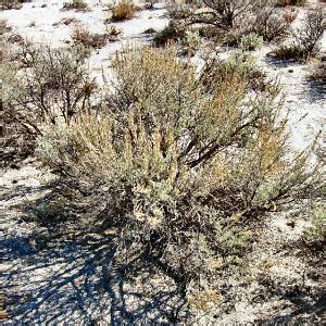 Nevada State Flower, Sagebrush (Artemisia tridentata), from NETSTATE.COM