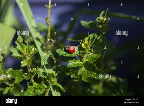 red ladybug on green leaf in the garden Stock Photo - Alamy