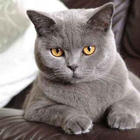 91 best images about British Shorthair Cats 2 on Pinterest | Tabby cats, Cats and British ...