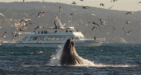 Princess Monterey Whale Watching has the 2 largest and finest whale watching vessels on Monterey ...