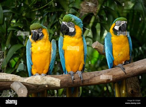 Blue and Gold Macaws (Ara ararauna), adult birds on a branch, South America Stock Photo - Alamy