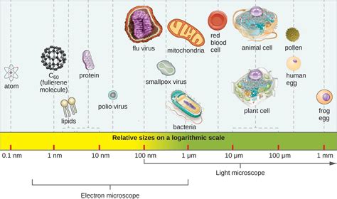 1.3 Types of Microorganisms – Allied Health Microbiology