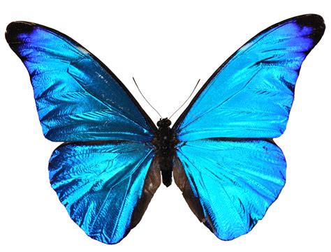 Sapitos Design: BLUE BUTTERFLY (MARIPOSA AZUL)